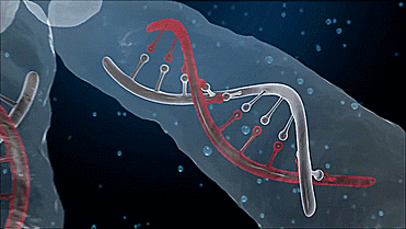 DNA GIF A Idade da Toxicidade 1, 2, 3, 4 USNEWSGHOST